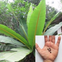 Ensete Superbum 