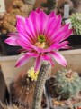 EchinocereusPoselgeri01.jpg