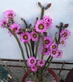 EchinocereusPoselgeri02.jpg