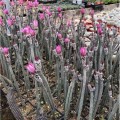 EchinocereusPoselgeri03.jpg