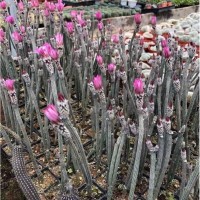 Echinocereus Poselgeri