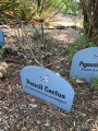EchinocereusPoselgeri04.jpg