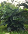 LeeaMacrophylla04.jpg