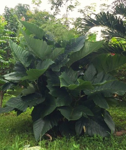 LeeaMacrophylla04.jpg