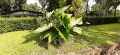 LeeaMacrophylla03.jpg