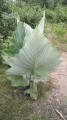 LeeaMacrophylla02.jpg