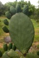 OpuntiaIndica04.jpg