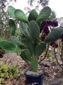 OpuntiaIndica05.jpg