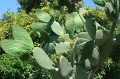 OpuntiaIndica07.jpg