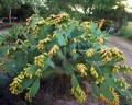 OpuntiaFicusIndica01.jpg