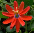 PassifloraManicata03.jpg