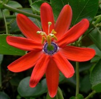 Passiflora Manicata