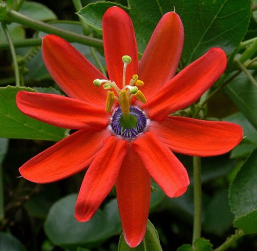 PassifloraManicata03.jpg