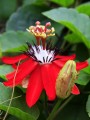 PassifloraManicata04.jpg