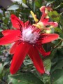 PassifloraManicata05.jpg