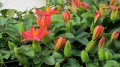 PassifloraManicata01.jpg