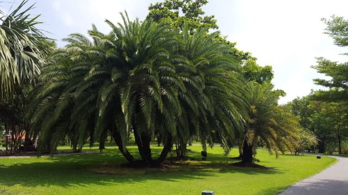 PhoenixReclinata04.jpg