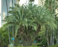 PhoenixReclinata01.jpg