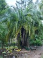 PhoenixReclinata02.jpg