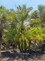 PhoenixReclinata03.jpg