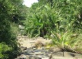 PhoenixReclinata05.jpg
