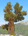 PinusLongaeva02.jpg
