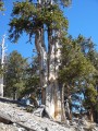 PinusLongaeva04.jpg