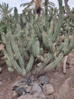 Polaskia Chichipe 