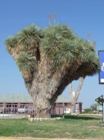 Yucca Thompsoniana