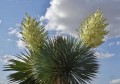 YuccaThompsoniana02.jpg