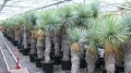 YuccaThompsoniana03.jpg