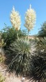 YuccaThompsoniana04.jpg