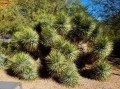 YuccaThompsoniana05.jpg