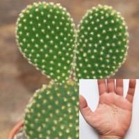 Opuntia Microdasys 
