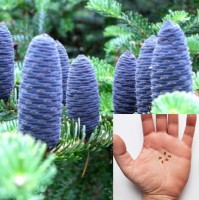 Abies Koreana