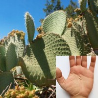Opuntia Spinulifera 