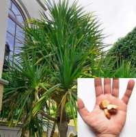Pandanus Utilis 