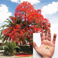 Brachychiton Acerifolius