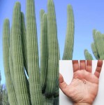 Neobuxbaumia Tetetzo