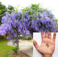 Petrea Volubilis 