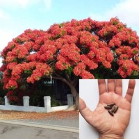 Delonix Regia 