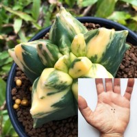 Astrophytum Myriostigma 'Kikko Variegata'