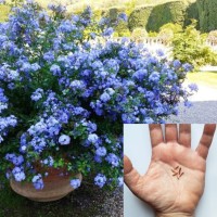 Plumbago Auriculata