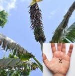 Musa Maclayi var. Erecta 