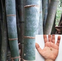 Dendrocalamus Sericeus 