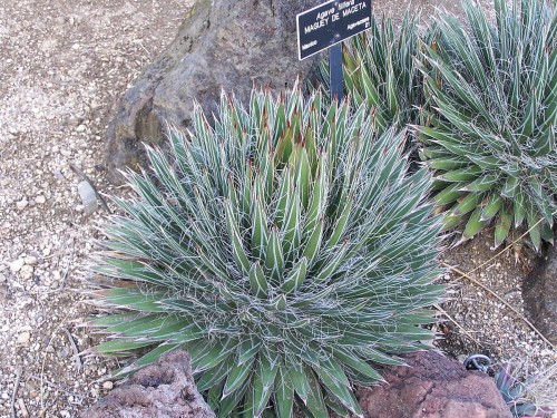 AgaveFilifera01.jpg