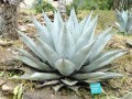 AgaveHavardiana02.jpg