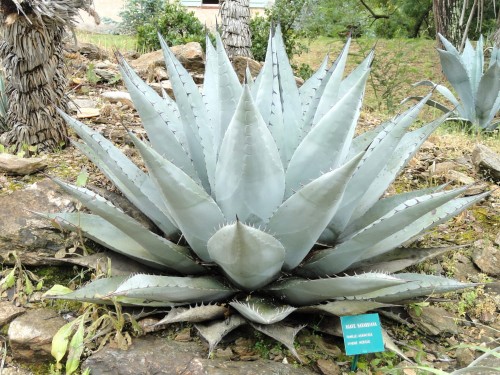 AgaveHavardiana02.jpg