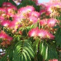AlbiziaJulibrissin01.jpg