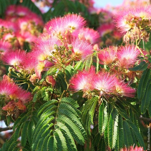 AlbiziaJulibrissin01.jpg